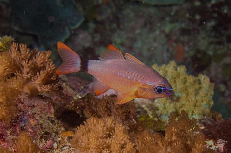 Flower Cardinalfish Facts Photographs and Video | Seaunseen