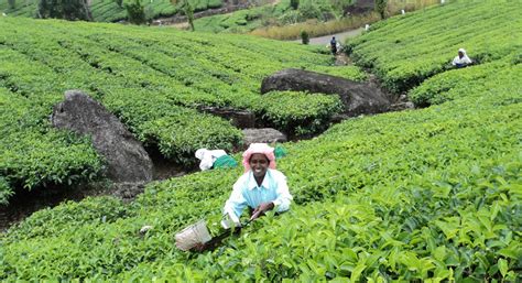 Tea Kerala | Kerala tour Operator