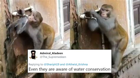 Monkey Closing Tap After Drinking Water Getting Viral, Proving Animals Are Wiser Than Humans ...