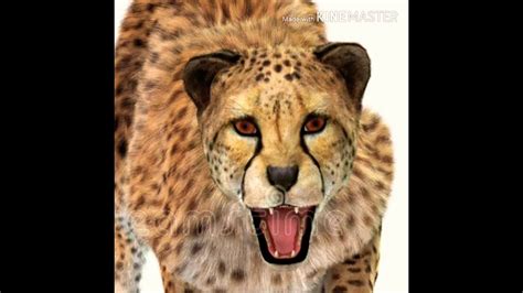 Cheetah Growl 🐆 🔊 - YouTube