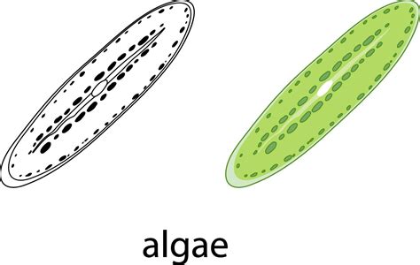 Algae in colour and doodle on white background 2156470 Vector Art at ...