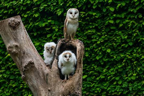 Do Owls Ever Eat Their Own Babies? Here’s What We Know