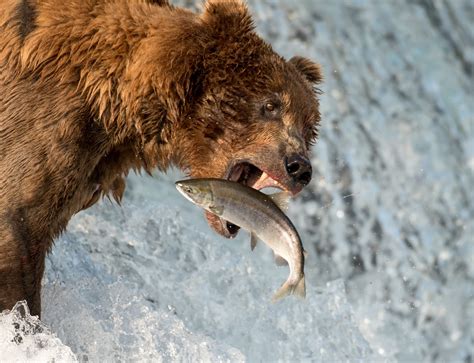 Katmai National Park | Fly Rusts