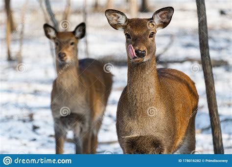 Wild Deer in the Winter Forest. Stock Photo - Image of christmas, game: 178016282