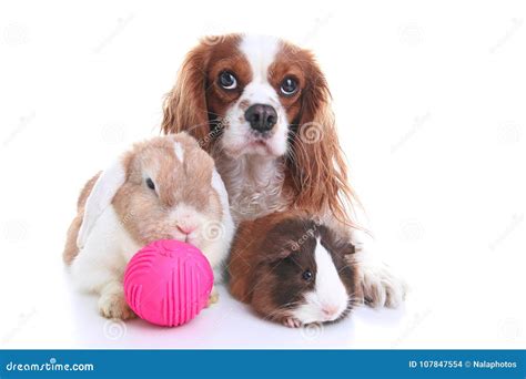 Animals Together. Real Pet Friends. Rabbit Dog Guinea Pig Animal ...