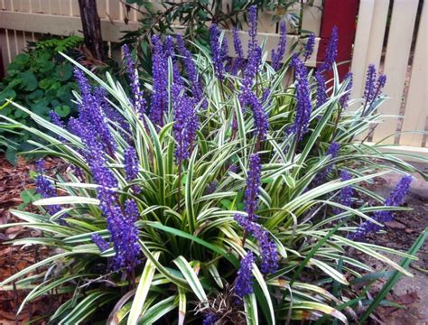 Liriope muscari 'Variegata' - Variegated Lily Turf - Plant Photos & Information