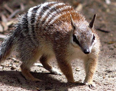 Numbat | Animal Wildlife