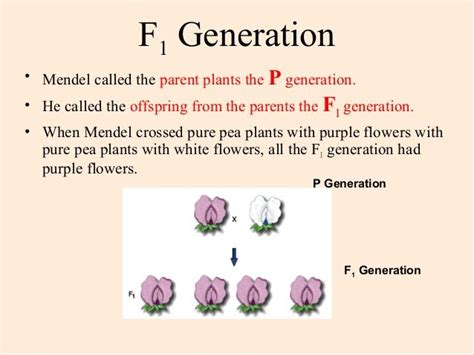 f1 generation - Google Search | Purple flowering plants, White flowering plants, Purple flowers