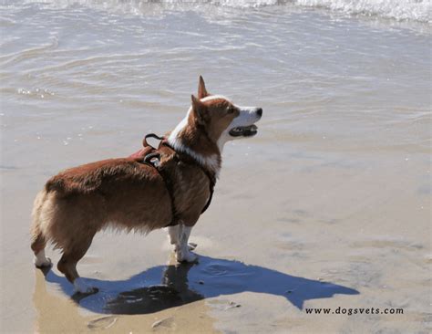 Dog Friendly Beaches Near Me - United Kingdom