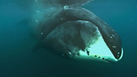 Study: Bowhead Whale Genome May Hold Secret to Longevity