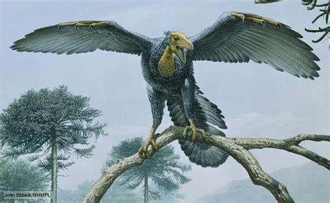 Archaeopteryx Pictures & Facts - The Dinosaur Database