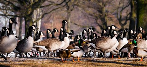 How to Keep Geese Away From Your Business | Bird Control