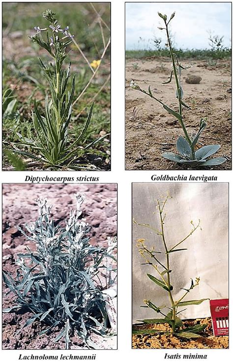 Species of the family Brassicaceae. | Download Scientific Diagram