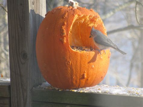 Pumpkin Bird Feeder In Action by Pumpkin-Crazy on DeviantArt