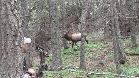 5 Tips for DIY Elk Hunting Success | Hunter-ed.com™