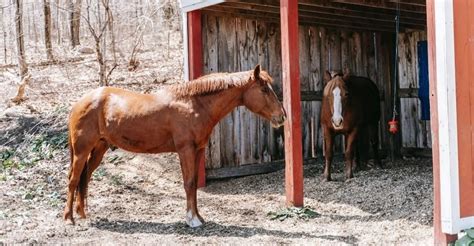 10 Famous Medieval War Horse Breeds