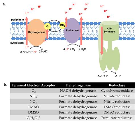 Schematic depicting critical enzymes in the electron transport chain ...