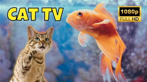 Cat TV: Videos for Cats 😺 1 Hour of Fish 🐟 Ep. 33 - YouTube