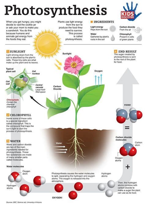 17 Best images about Photosynthesis Lessons for Middle and High School on Pinterest | Activities ...