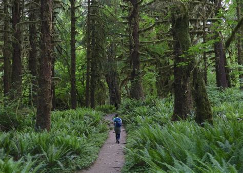 7 Unforgettable Day Hikes in Olympic National Park • Small Town Washington