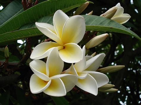 Free photo: Plumeria, Flower, Frangipani, Plant - Free Image on Pixabay ...