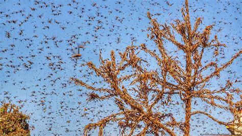 India swarmed by locust invasion – DW – 05/27/2020