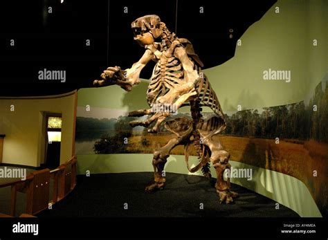 Giant Ground Sloth fossil giant prehistoric mammal North American Stock Photo: 5547241 - Alamy