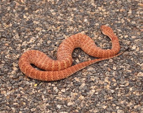 ≫ VÍBORA DE LA MUERTE (Acanthophis) - serpientesvenenosas.info