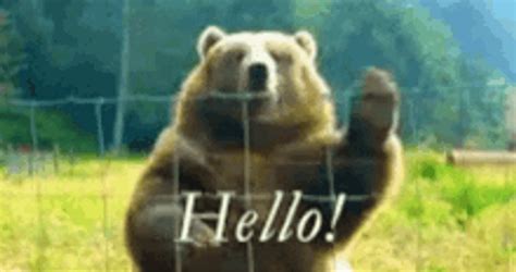 Big Bear Waving Bonjour GIF | GIFDB.com