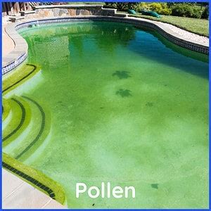 Mustard Algae Or Pollen? How To Know (With Pictures) | TPG