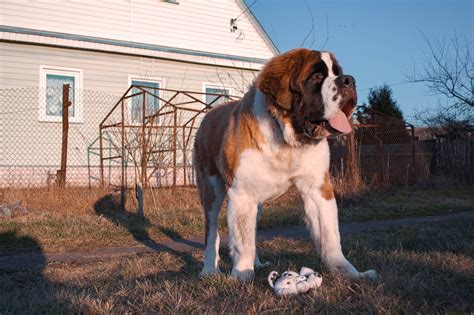 Wonder What The Tallest Dog Breeds Are? Check Our List!