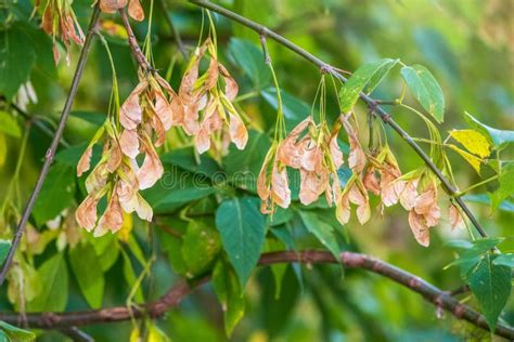 Box Elder Tree with Green Foliage and Winged Seeds Close Up Stock Photo ...