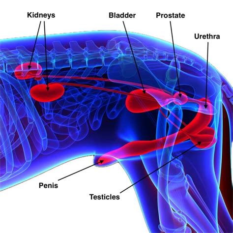 Causes Of An Enlarged Prostate In Dogs | Kingsdale Animal Hospital