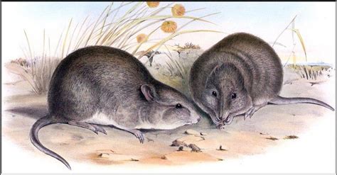 Broad-faced Potoroo (Potorous platyops) {!--큰얼굴쥐캥거루-->; DISPLAY FULL IMAGE.