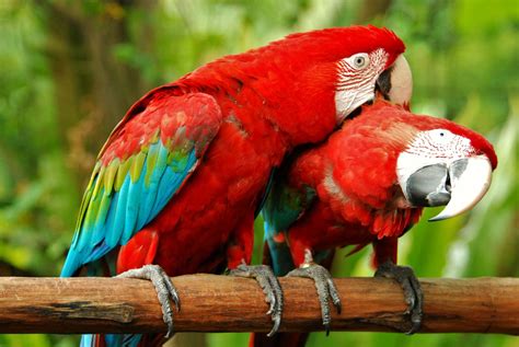 Macaws | Breed Info & Advice | zooplus Magazine