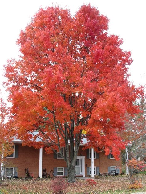 Timing Fall Leaf Color Of Red Maple Cultivars | What Grows There ...