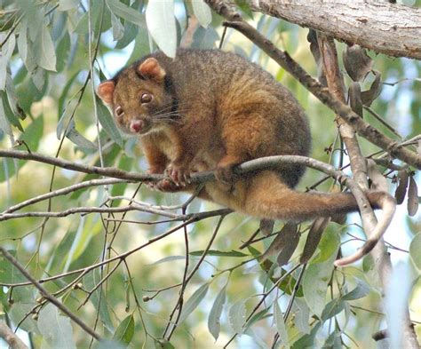 Resultado de imagen para Pseudocheirus | Australian mammals, Australian ...