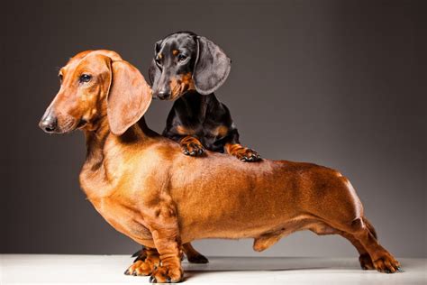 Standard Vs. Miniature Dachshund: What's the difference? | Dachshund breed, Dachshund puppies ...