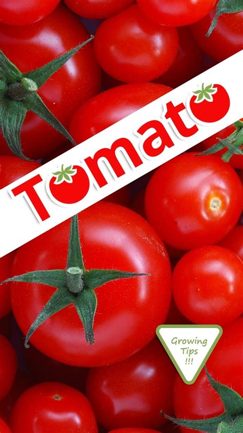 Tomato Growing Tips - Recommended Tips