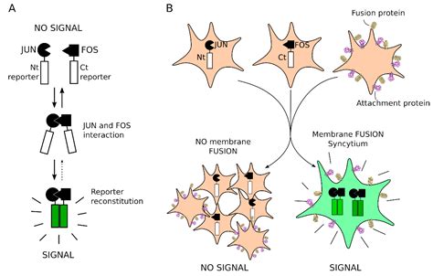 Viruses | Free Full-Text | A Bimolecular Multicellular Complementation System for the Detection ...