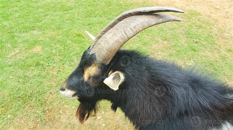 Close up of a black and white pygmy goat with horns on a farm 20506015 ...