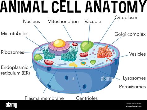 Top 162+ Animal cell diagram 3d model - Merkantilaklubben.org