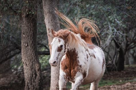 Hidalgo, The Spanish Mustang Horse That Wrote History – Animal Spirit