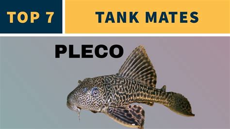 TANK MATES FOR PLECO - YouTube