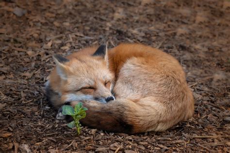 Sleeping Baby Fox