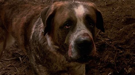 Cujo, vzteklý pes – Filmy online zdarma