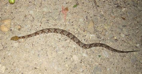 Hard 'N Fast: Watch your step, the copperheads are back!