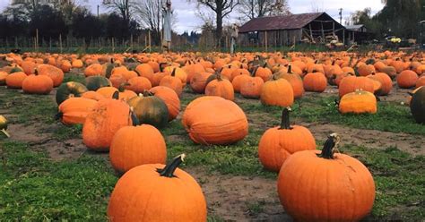 The Best Pumpkin Patches Near Me — Here's Where You Need to Go