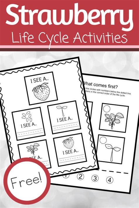 Free Strawberry Life Cycle Worksheets