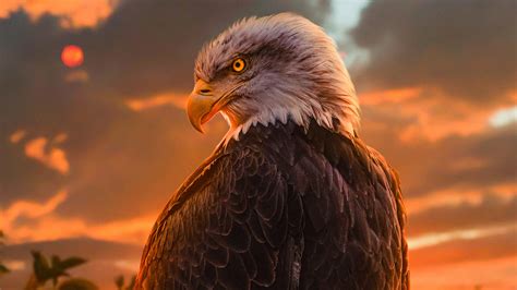 2048x1152 Wild Bald Eagle 4k Wallpaper,2048x1152 Resolution HD 4k Wallpapers,Images,Backgrounds ...